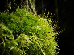 Morning Moss