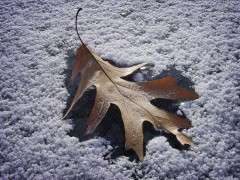 Lake Leaf