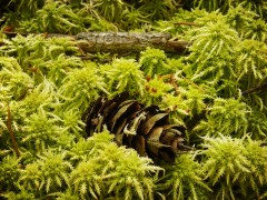 Pyramid Pinecone